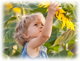 Toddler with Sunflower